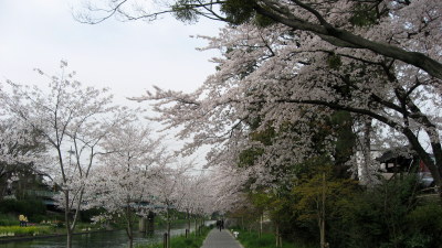 伏見の桜3