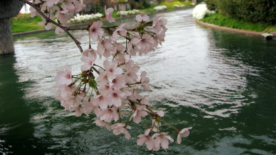 伏見の桜4