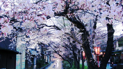 木屋町の桜