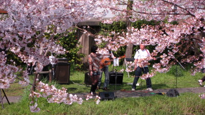 桜祭りライヴ