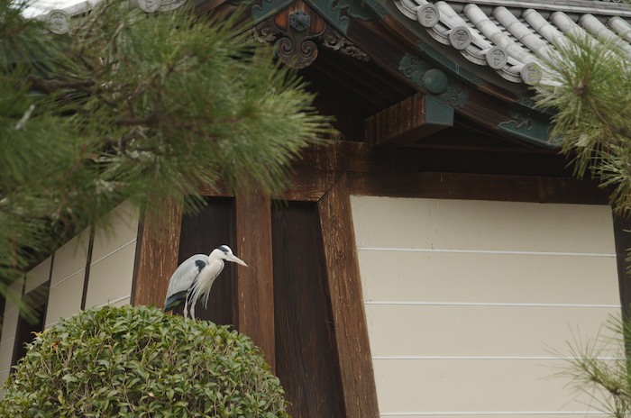 東本願寺前の鳥